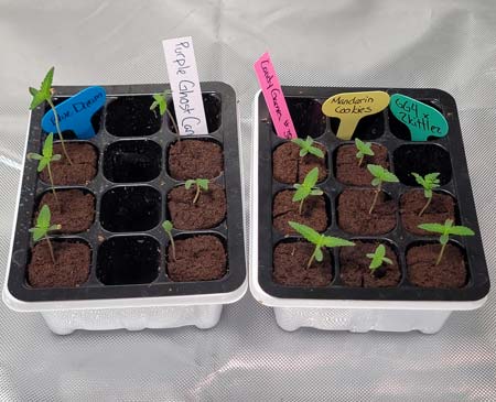 Seedlings in Rapid Rooters