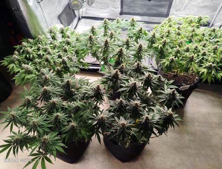 5 manifolded plants by Kolober