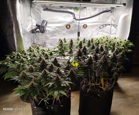 Those plants from the side