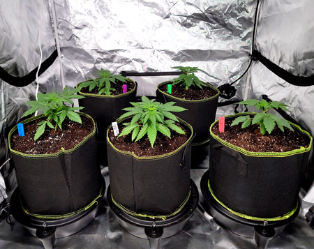 Healthy week 3 seedlings