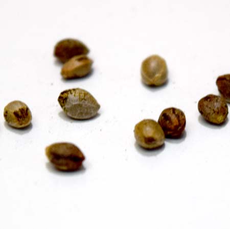 Cannabis seeds with some "skin" peeling off - GrowWeedEasy.com