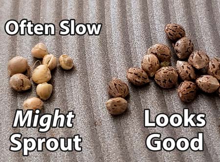 Premature vs mature seeds