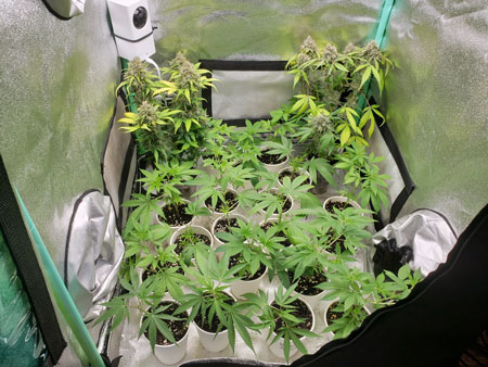 Clones mini tent, two solo cup autoflowering plants - by GrowWeedEasy.com