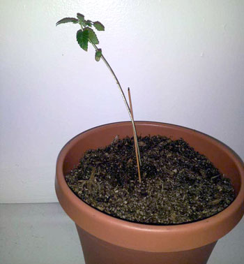 Tall seedling needs light