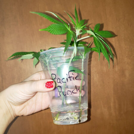 Pacific Punch strain by Square One Genetics - Rooted cannabis clone in a cup of water at GrowWeedEasy.com