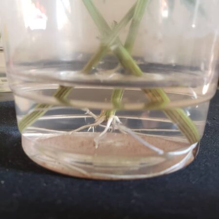 Roots form in the water