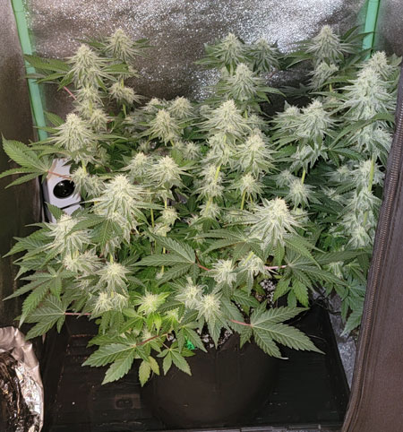 Runtz cannabis plant with a flash to see the bud structure