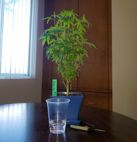 Supplies needed for "cup cloning" marijuana plants