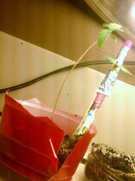 Tall seedling needs light