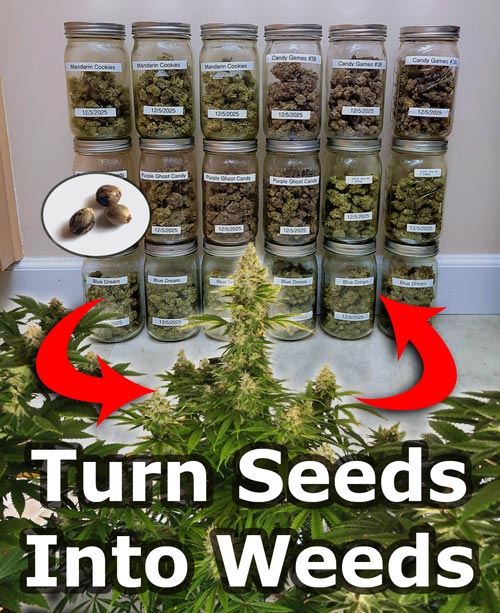 Learn how to grow great weed at home in our Home Grow Masterclass