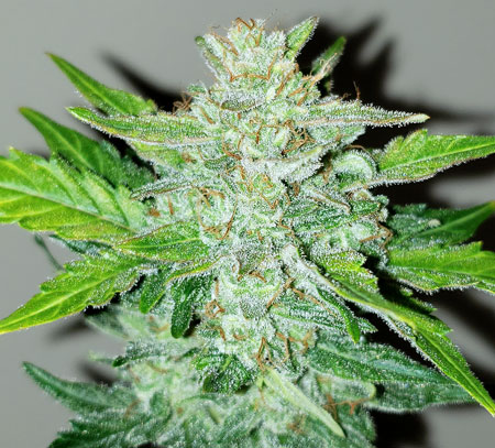 Zkittlez auto - solo cup bud closeup - by GrowWeedEasy.com