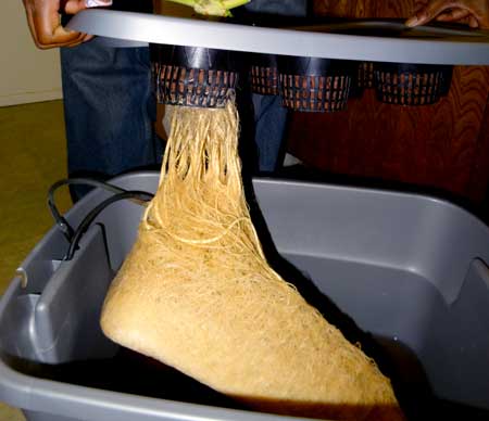 The roots of a hydro plant