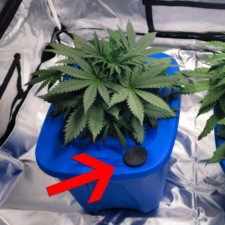 Cannabis hydroponics tub (DWC) with an extra port.