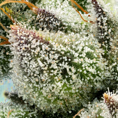 Gorgeous trichomes up close