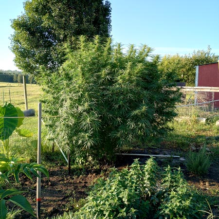 Dos Si Does autoflower cannabis plant grown outdoors (10 feet tall!!!!) by Leathergal