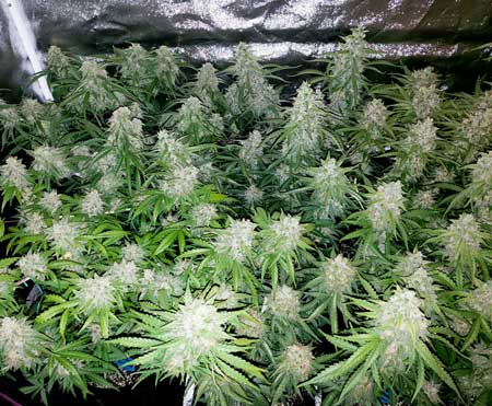 Flowering plants not long before harvest