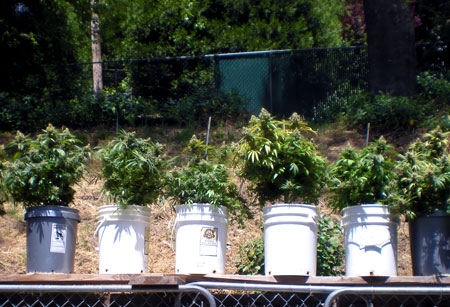 Autoflowers growing in buckets outside