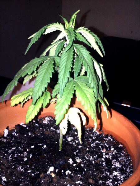 Droopy overwatered seedling