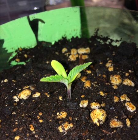 Overwatered seedling