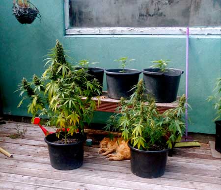 Protected by a fierce cat