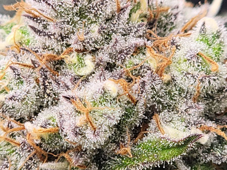 Trichomes look white