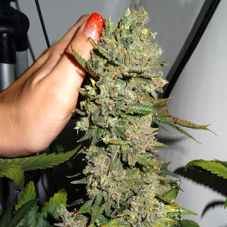 Ready to harvest bud