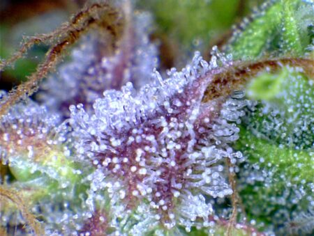 Trichomes under USB microscope