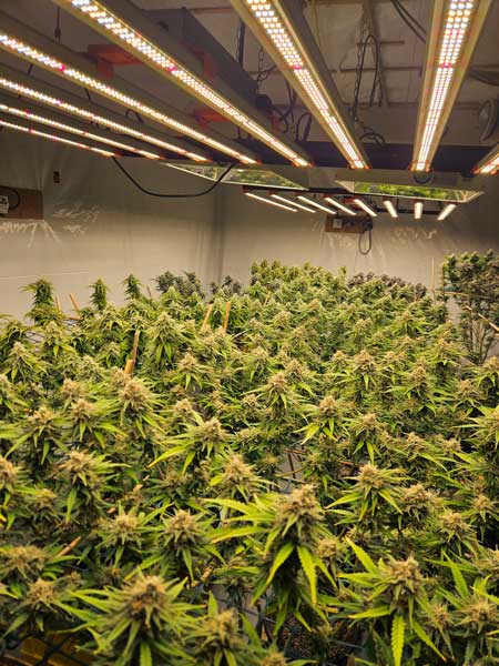 The Continuous Garden, close to harvest!