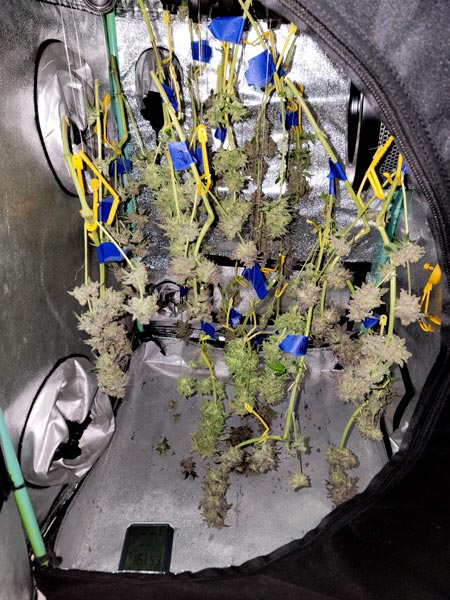 Drying in the grow tent