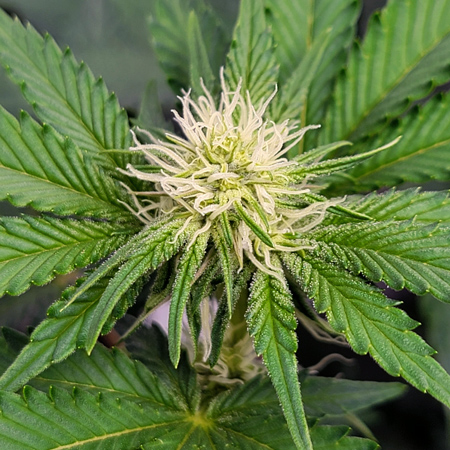 Baby buds are all white hairs