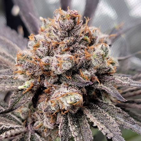 Example of Candy Games buds grown in Fox Farm Coco Loco soil