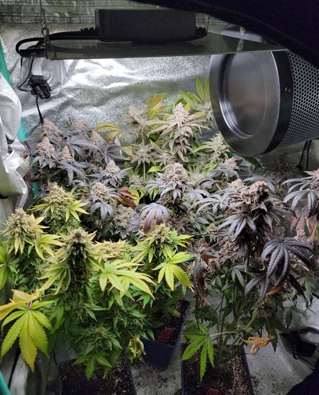 A full mini cannabis tent with a 100W led grow light from Spider Farmer
