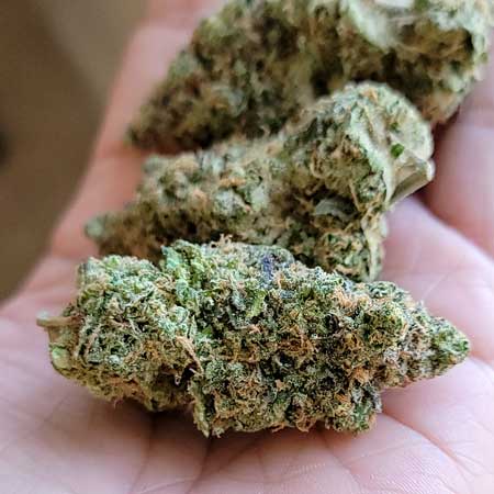 GG4 x Zkittles cannabis nug in hand - GrowWeedEasy.com