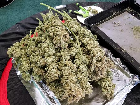 Godfather OG cannabis harvest about to be trimmed (by Dane)