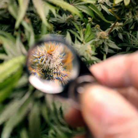 Trichomes are magnified under a loupe