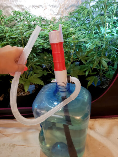 How to water cannabis with a water transfer pump