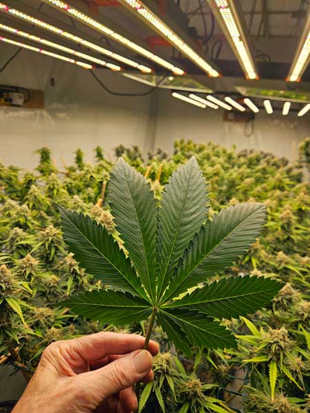 Leaf in front of the garden