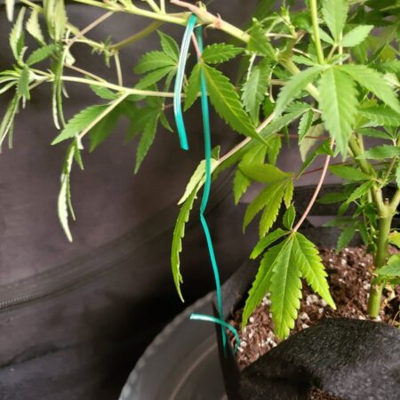 Cannabis plant training with a twist tie