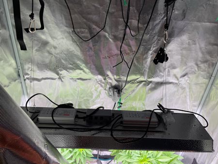 Inside the tent with plants