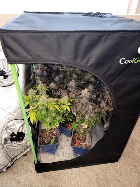 Mini tent full of colorful buds at harvest (grown under Spider Farmer 100W LED grow light)