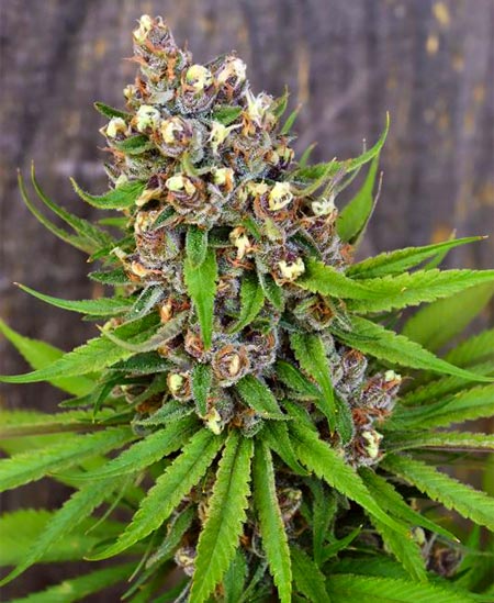 Still lots of white hairs, but this bud is ready to harvest!