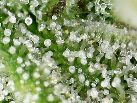 Cloudy white trichomes (ready to harvest)