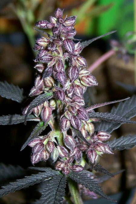 Pretty purple cannabis male plant with tons of purple pollen sacs - GrowWeedEasy.com