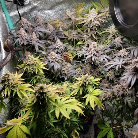 Colorful plants near harvest