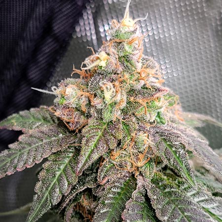 Bud with some white hairs left