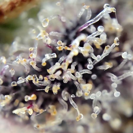 These trichomes say "ready-to-harvest"