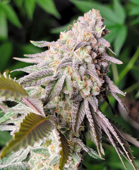 Runtz bud just before harvest