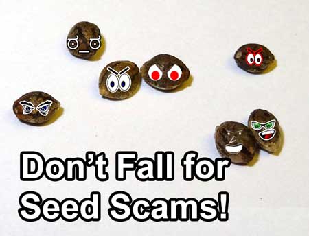 Scam cannabis seeds sabotage your marijuana garden!