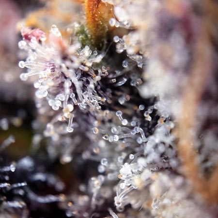 Trichomes with the clip-on magnifier
