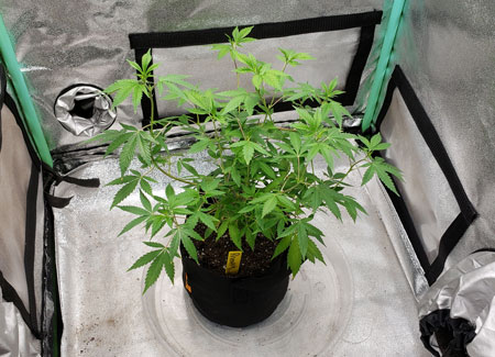 Untrained cannabis plant in a mini tent, 4 weeks old